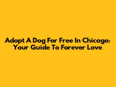 Adopt A Dog For Free In Chicago: Your Guide To Forever Love