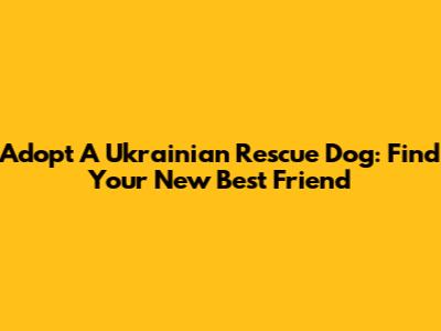 Adopt A Ukrainian Rescue Dog: Find Your New Best Friend