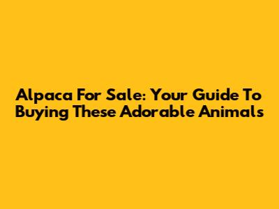 Alpaca For Sale: Your Guide To Buying These Adorable Animals