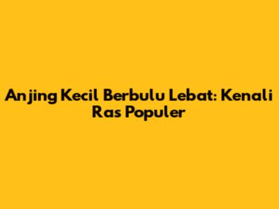 Anjing Kecil Berbulu Lebat: Kenali Ras Populer