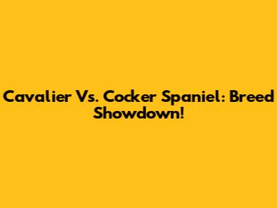 Cavalier Vs. Cocker Spaniel: Breed Showdown!