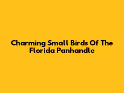 Charming Small Birds Of The Florida Panhandle