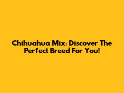 Chihuahua Mix: Discover The Perfect Breed For You!