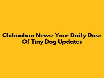 Chihuahua News: Your Daily Dose Of Tiny Dog Updates