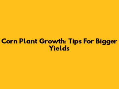 Corn Plant Growth: Tips For Bigger Yields