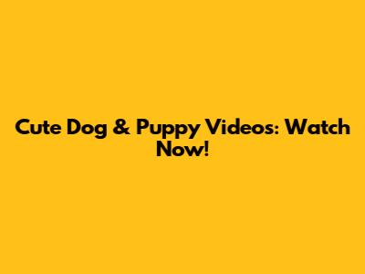 Cute Dog & Puppy Videos: Watch Now!