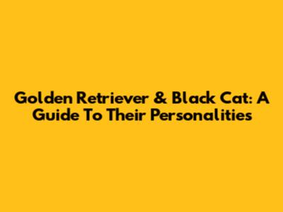 Golden Retriever & Black Cat: A Guide To Their Personalities