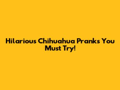 Hilarious Chihuahua Pranks You *Must* Try!