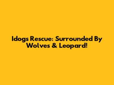 Idog's Rescue: Surrounded By Wolves & Leopard!