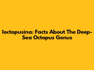 Ioctopusina: Facts About The Deep-Sea Octopus Genus