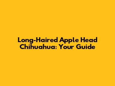 Long-Haired Apple Head Chihuahua: Your Guide