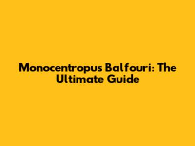 Monocentropus Balfouri: The Ultimate Guide
