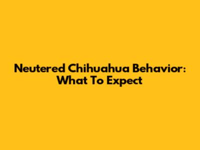 Neutered Chihuahua Behavior: What To Expect