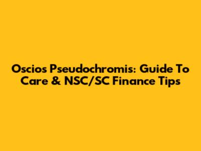 Oscios Pseudochromis: Guide To Care & NSC/SC Finance Tips