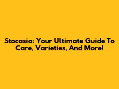 Stocasia: Your Ultimate Guide To Care, Varieties, And More!