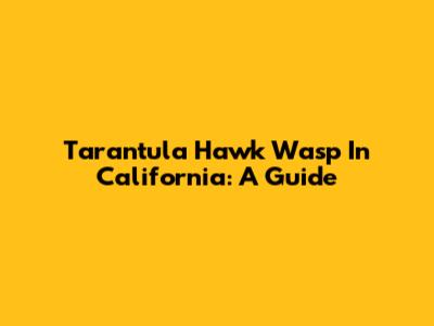 Tarantula Hawk Wasp In California: A Guide