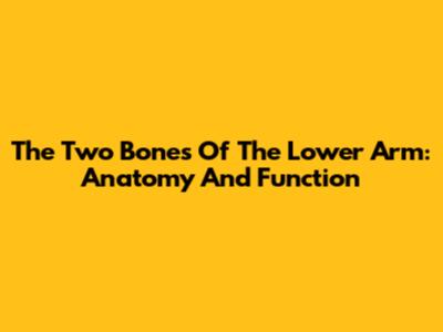 The Two Bones Of The Lower Arm: Anatomy And Function
