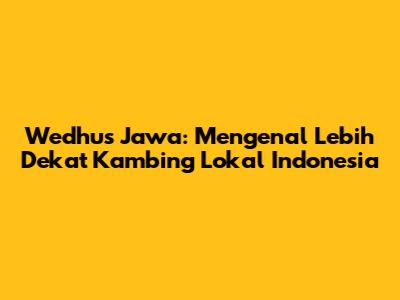 Wedhus Jawa: Mengenal Lebih Dekat Kambing Lokal Indonesia