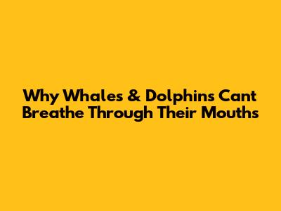 Why Whales & Dolphins Can't Breathe Through Their Mouths